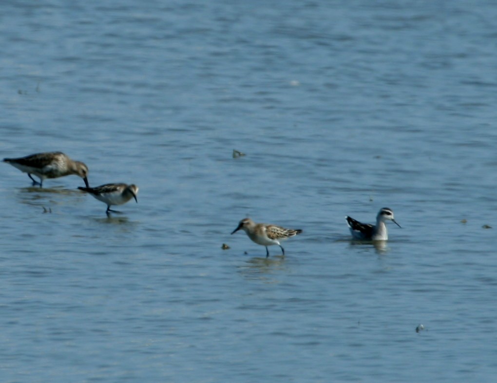 Red-necked Phalarope - Phalaropus lobatus - Falaropo picofino - Escuraflascons Becfi