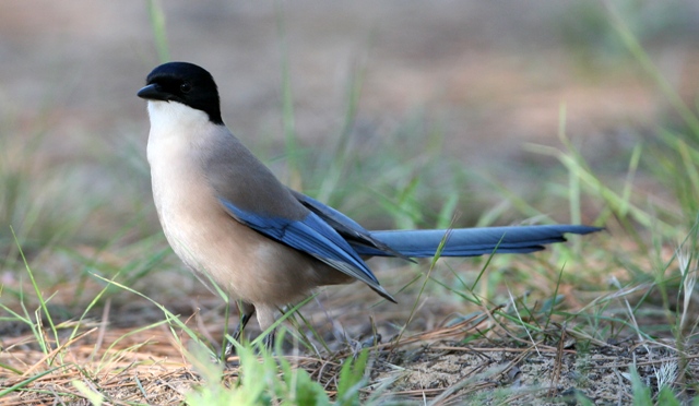 Azure Winged Magpie - Cyanopica cyana - Rabilargo - Garsa blava