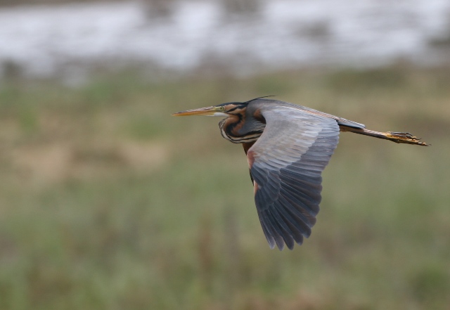 Purple heron - Ardea purpurea - Garza Imperial - Agr Roig