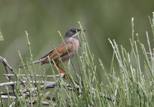 Spectacled Warbler - Sylvia conspicillata - Curruca tomillera - Tallarol trencamates