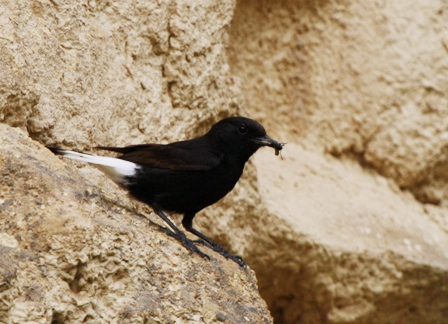 Black Wheatear - Oenanthe leucura - Colit negre - Collalba negra - Traquet rieur