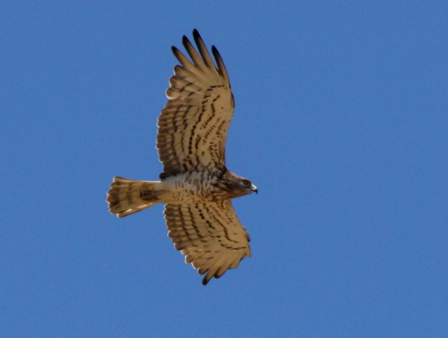 Short-toed Eagle - Circaetus gallicus - Aguila culubrera - Aguila marcenca