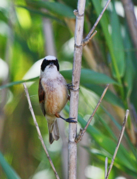 Pendulin Tit - Remiz pendulinus - Pjaro Moscn - Teixidor - Tejedor