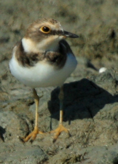 Little ringed plover - Charadrius dubius - Chorlitejo chico - Corriol petit