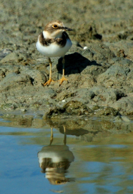 Little ringed plover - Charadrius dubius - Chorlitejo chico - Corriol petit