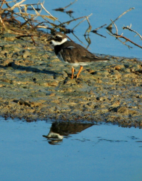 Ringed plover - Charadrius hiaticula