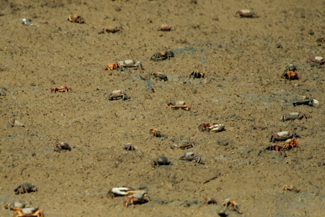Crabs in the Bonanza Salt pans
