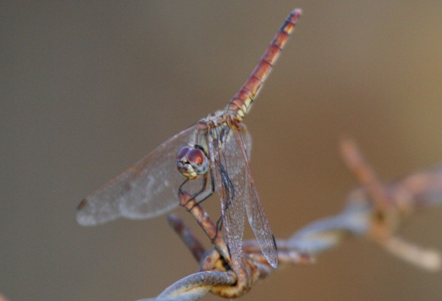 Darter Dragongly
