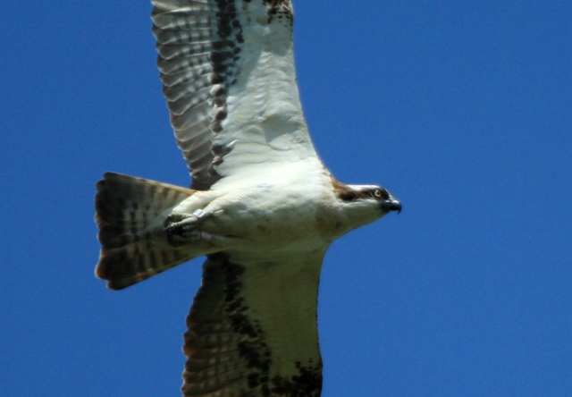 Osprey - Pandion haliaetus - guila pescadora - guila pescadora