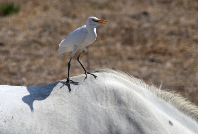 Cattle Egret horse riding