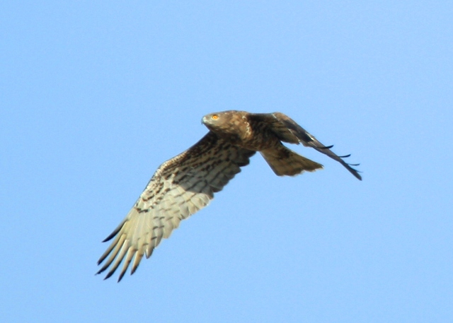 Shor-toed eagle - Circaetus gallicus