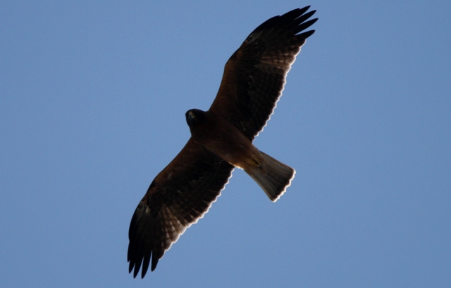 Booted Eagle - Hieraetus pennatus - Aguila calzada - guila calada