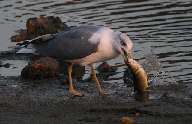 Yellow-legged Gull eating a Grey Mullet - Larus michahellis - Gaviota patiamarilla - Gavi de potes-grogues menjant  una llisa