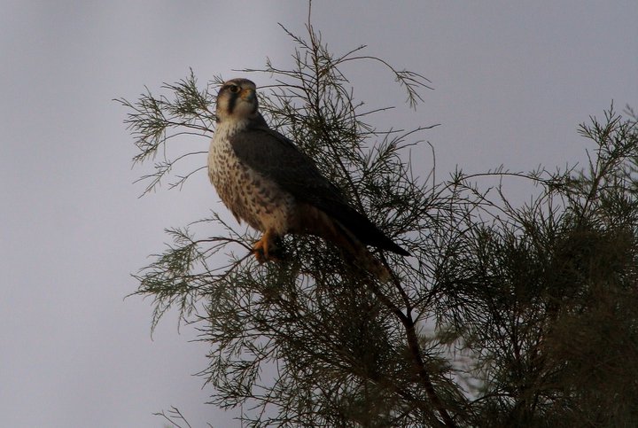 Adult Female Lanner Falcon - Falco biarmicus erlangeri - Halcon Born o Lanario hembra adulta - Falco llaner femella adulta