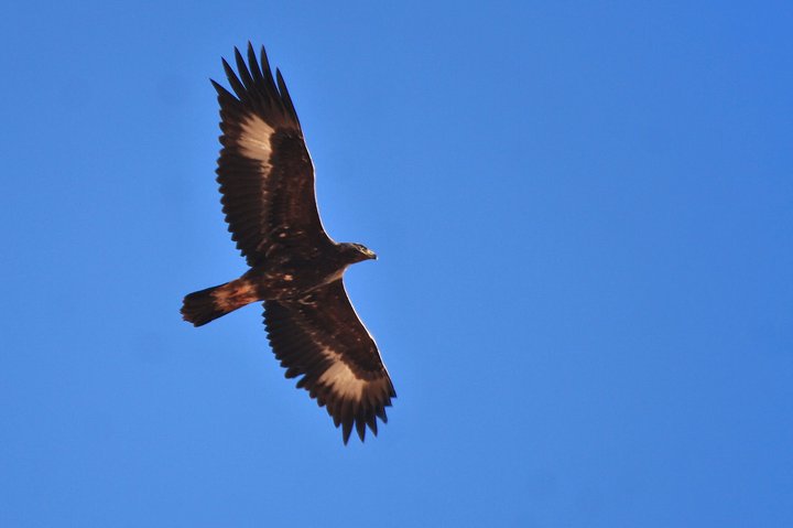 Golden Eagle, first winter - Aquila chrysaetos homeyeri - Aguila Real 1er invierno - Aguila Daurada - Aguila Real