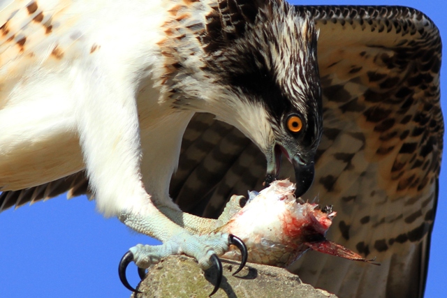 Osprey eating a fish - Pandiona haliaetus - guila pescadora - guila peixatera
