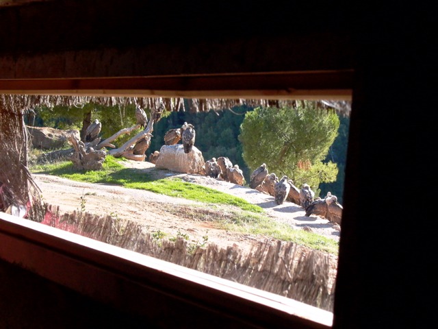 Photo Observatory or hide with the Griffon vultures sitting 12 meters away