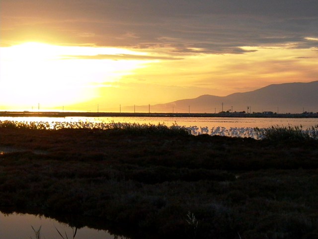 A sunset in the Tancada with a group of Flamingoes - Puesta de sol en el Delte del Ebro - Posta de sol a la Tancada