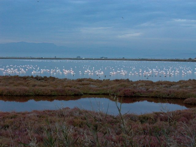 Greater Flamingo in Tancada Lagoon - Phoenicopterus ruber - Flamenco en la laguna - Flamenc a la llacuna de la Tancada