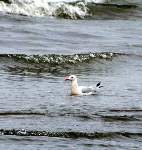 Slender-billed Gull - Larus genei - Gaviota Picofina - Gavina Capblanca