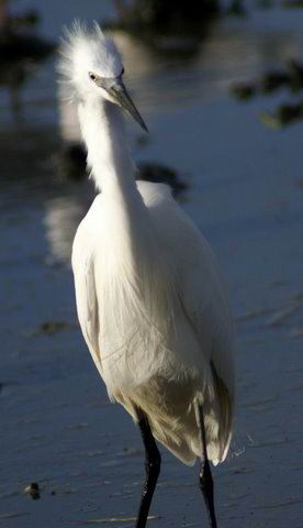 Little Egret - Egretta garcetta - Garceta comn - Martinet Blanc