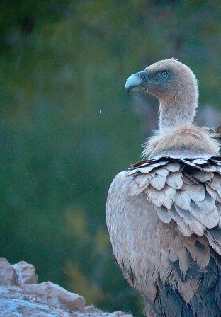 Griffon Vultures - Gyps fulvus - Voltor com - Buitre leonado - Gsegrib