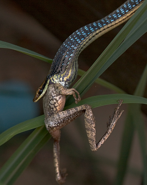 Snake frog 1