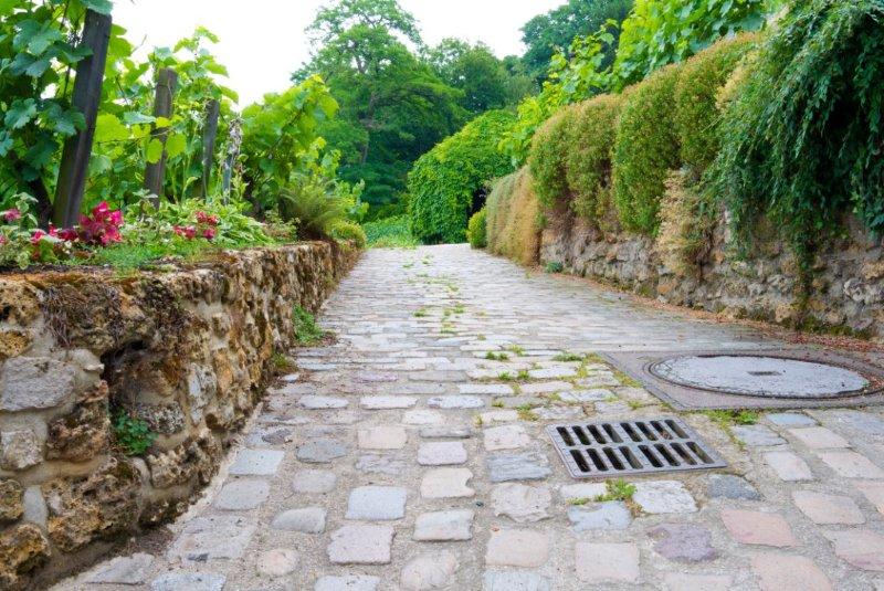 Un vignoble  Montmartre