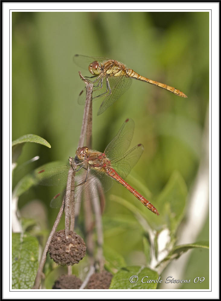 Male and female darters together - Sympetrum striolatum