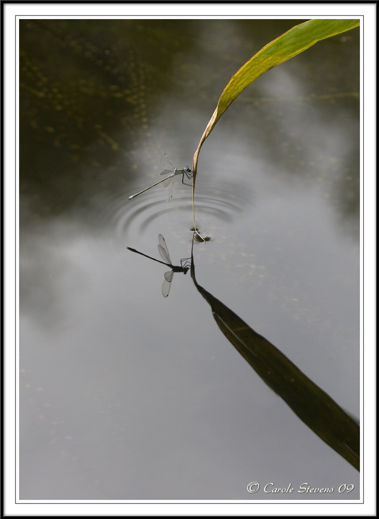 Emerald damselfy eating and reflection!