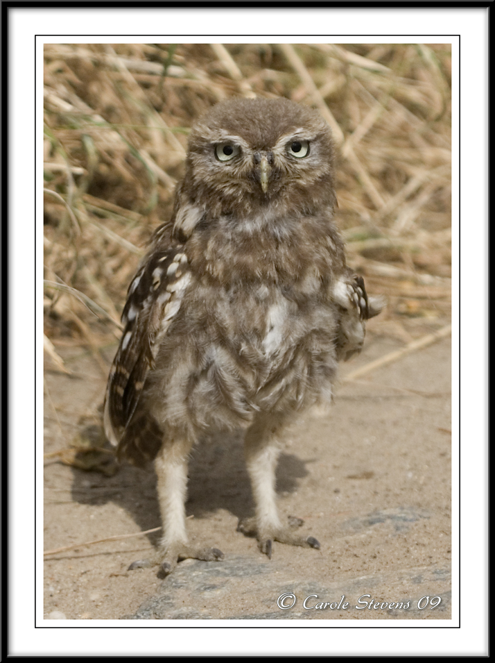 Little owl chick.- Athene noctua