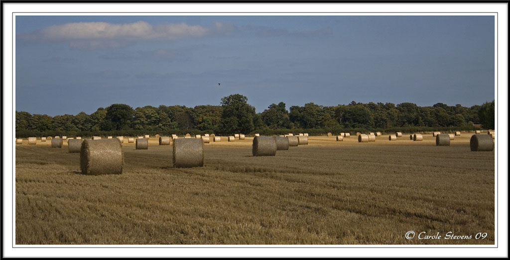 Sunlit bales!