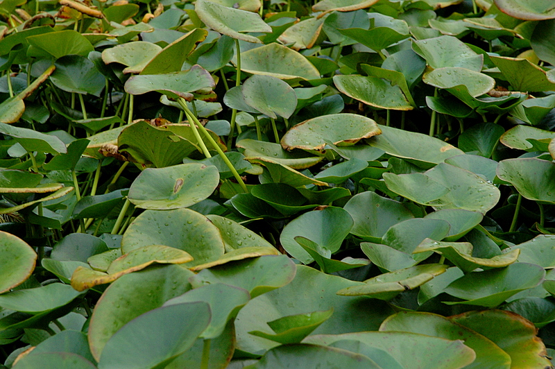 Lily Pond