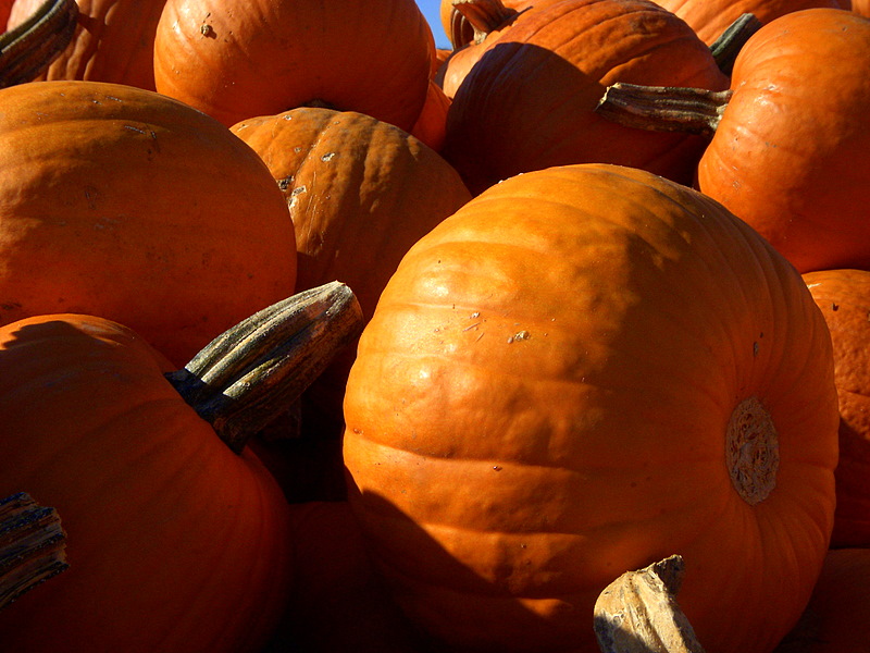 Punkins
