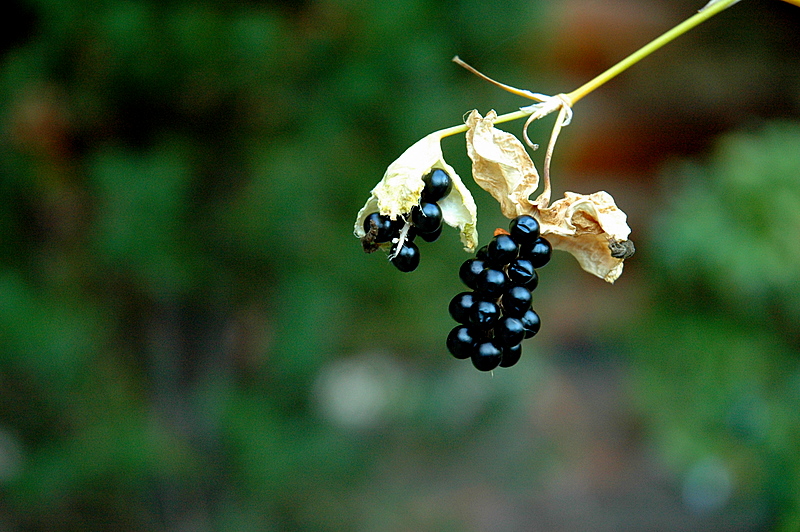 Blackberry Lily II