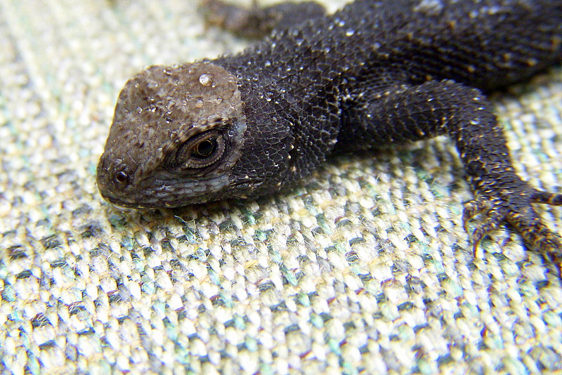 Dragon!