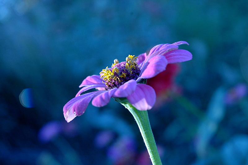 Zinnia