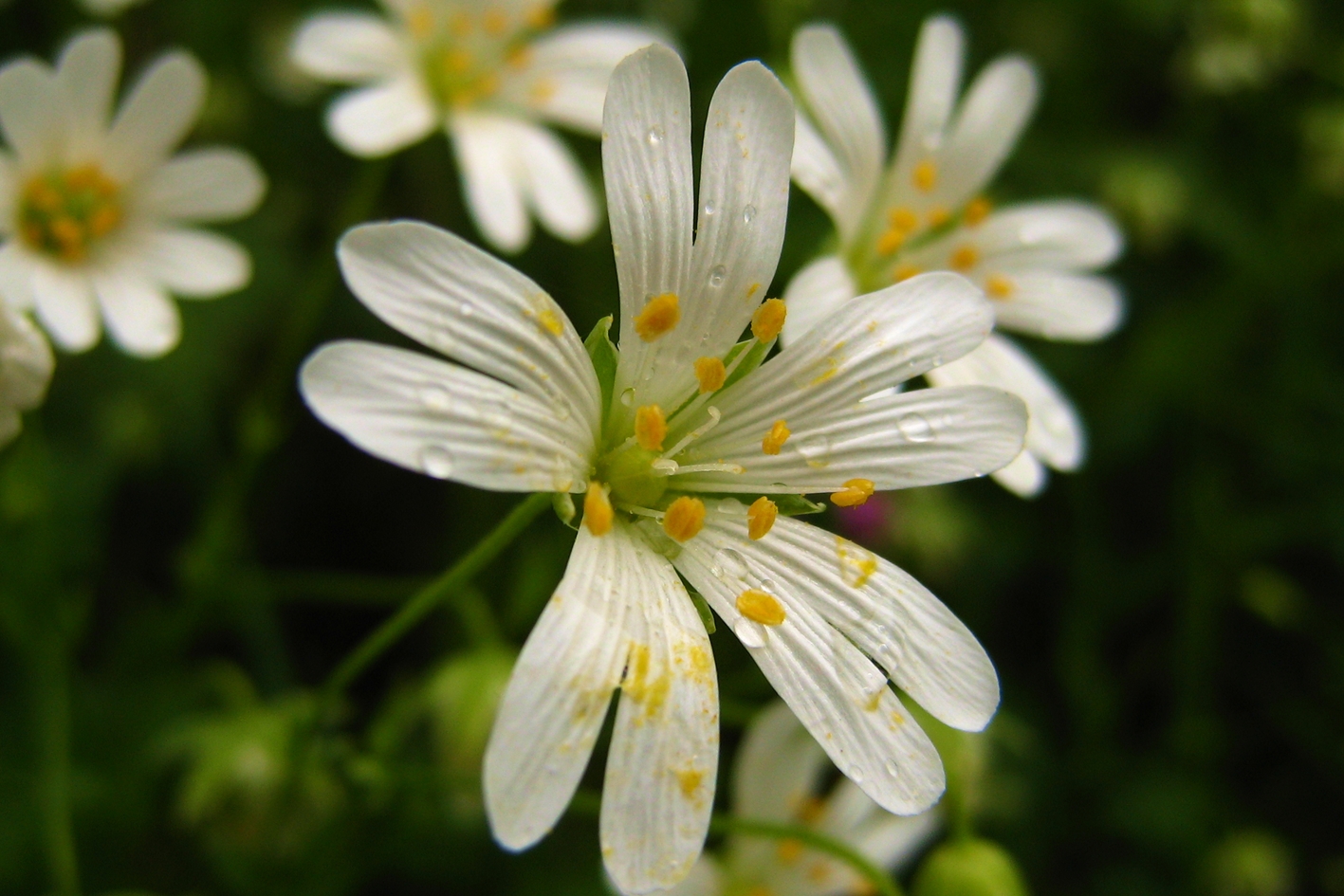 stellaire holostée<br><i>Stellaria holostea</i>