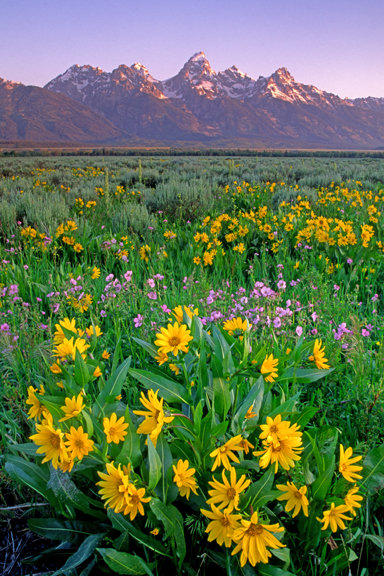 (CR18) Balsam Root, Grand Teton National Park, WY