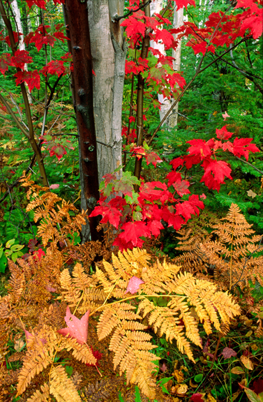 (MW14) Bracken fern and red maple, Ottawa N.F., MI