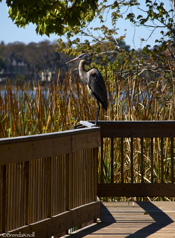 Great Blue Heron 0006