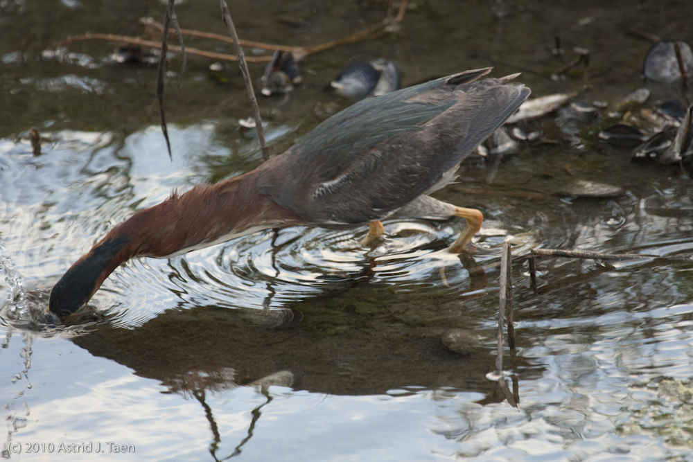 Green Heron