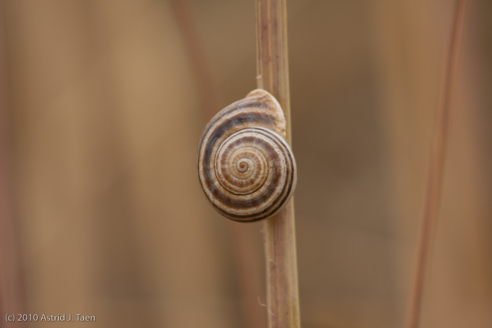 Natures Patterns