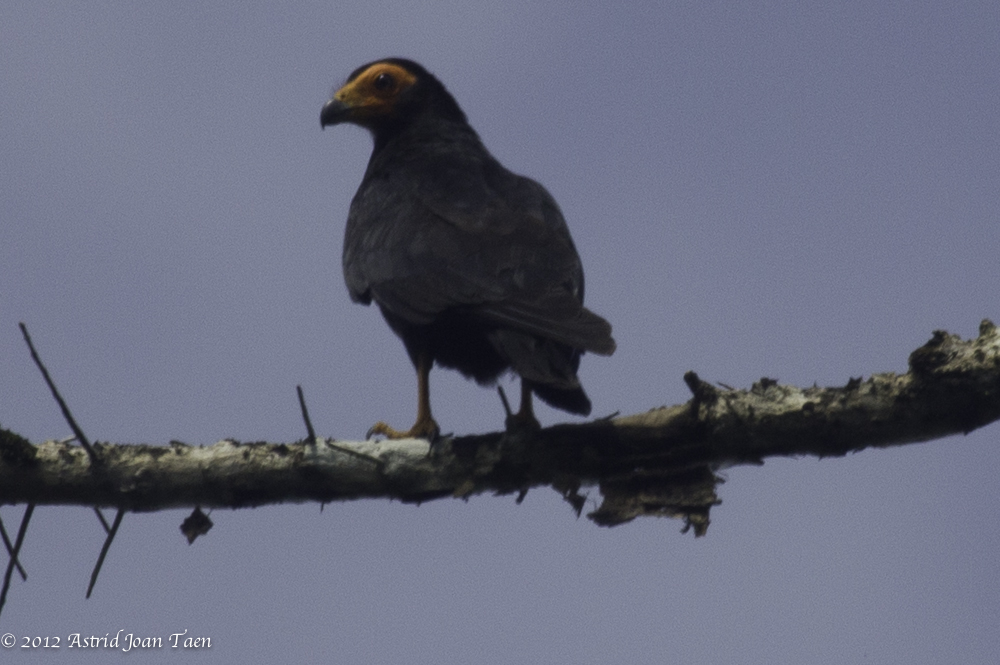 BlackCaracara
