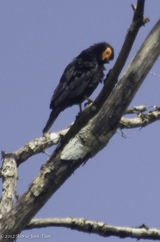 Black Caracara (juvenile)