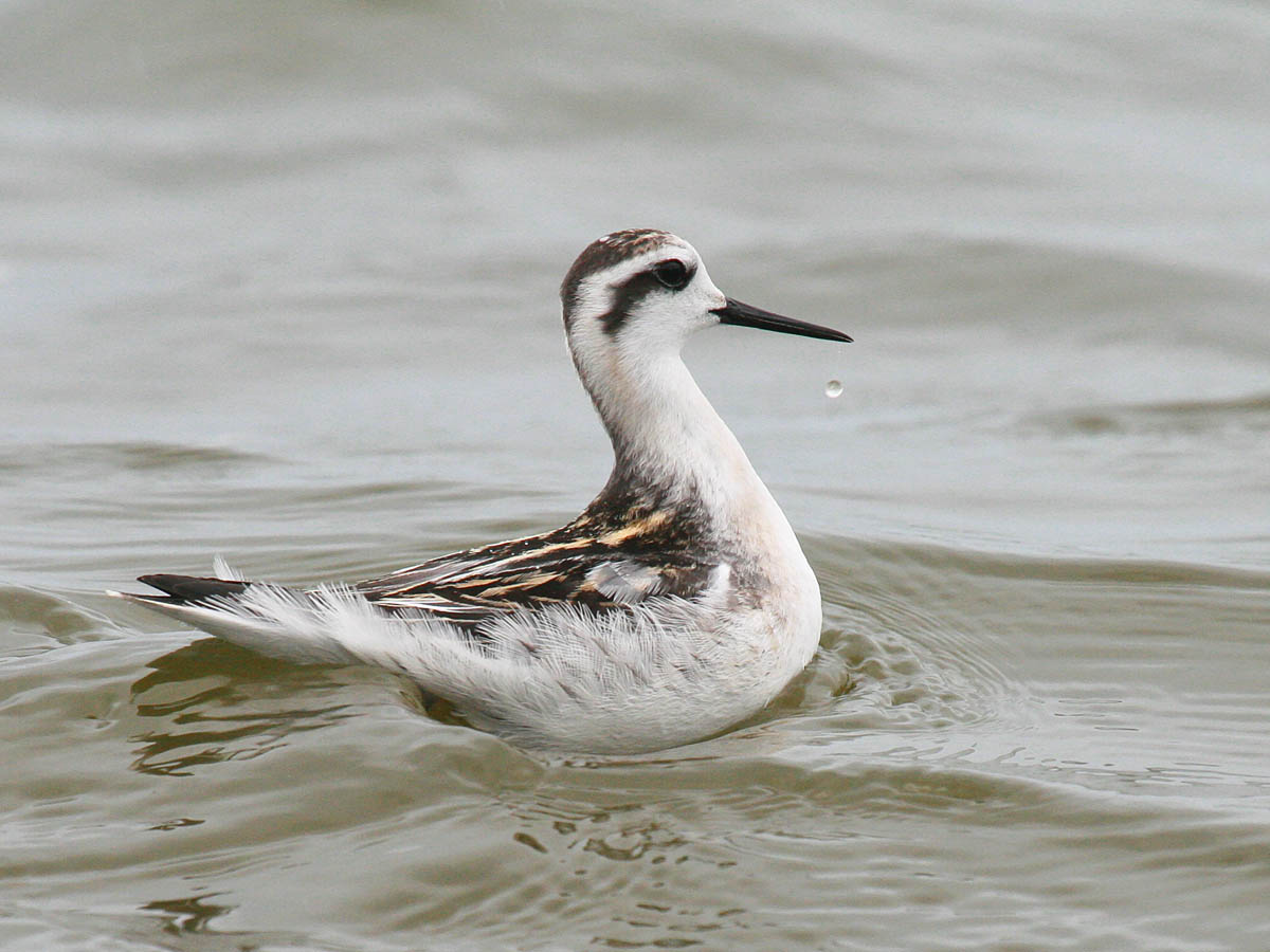 Red-necked Phalarope