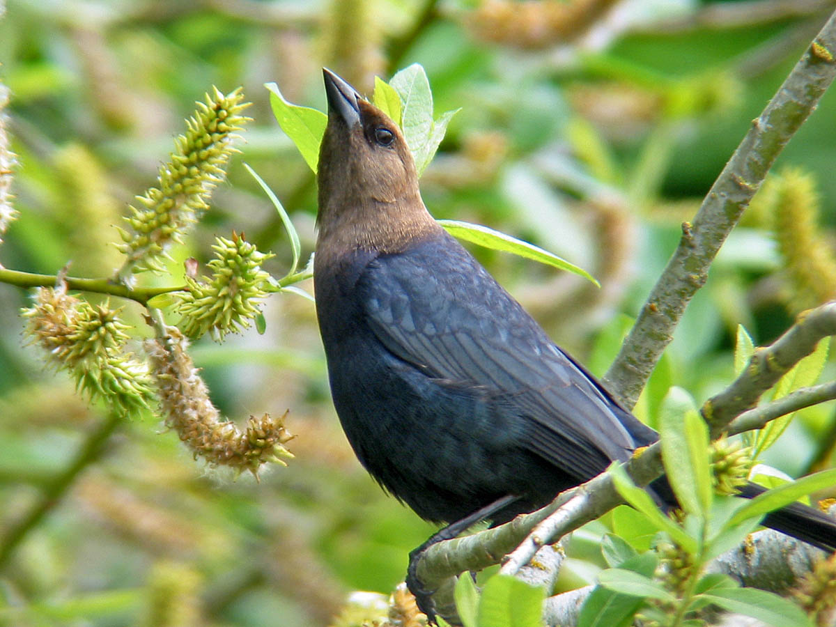 Brown-headed Cowbird