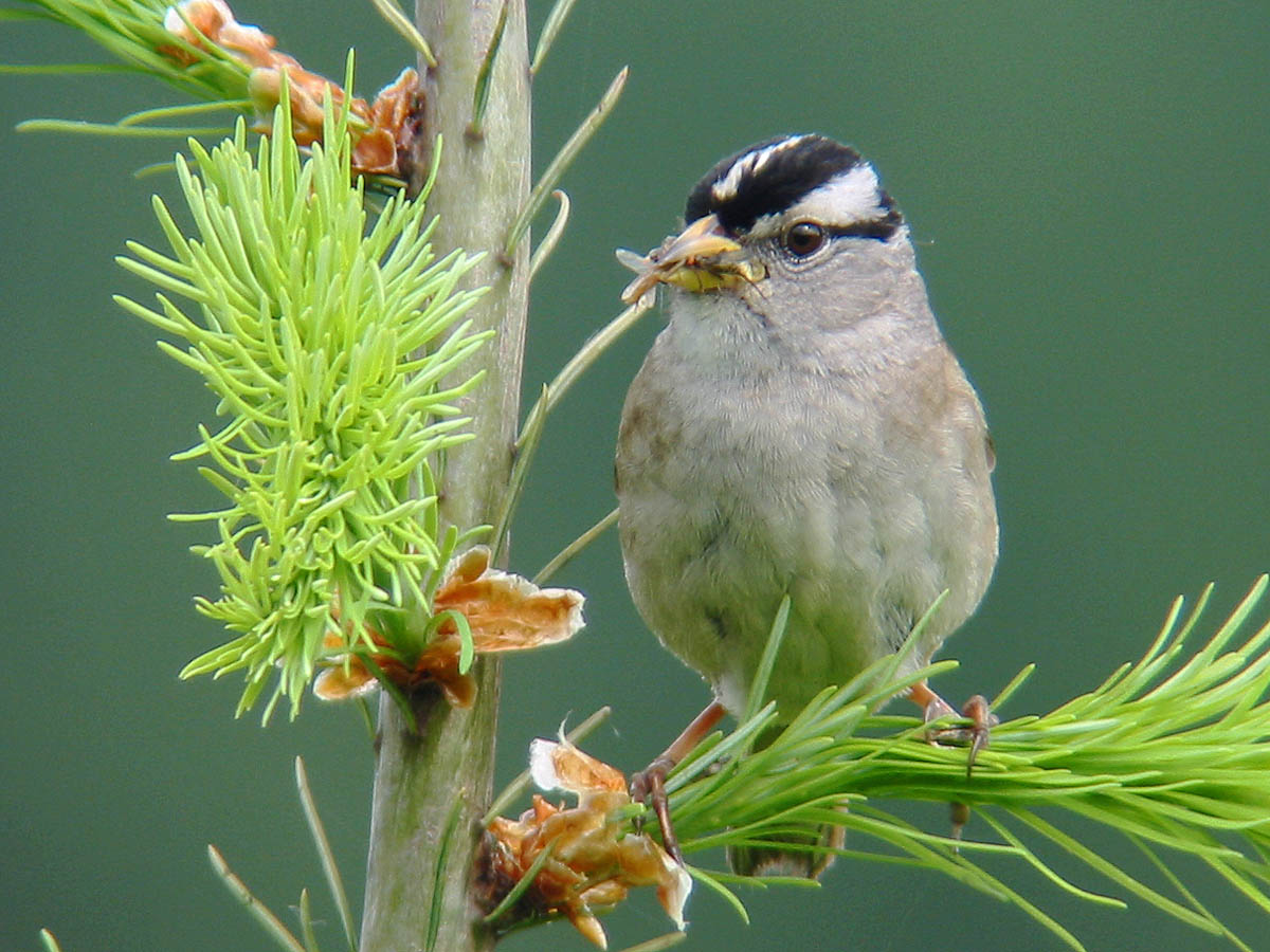 White-crowned Sparrow
