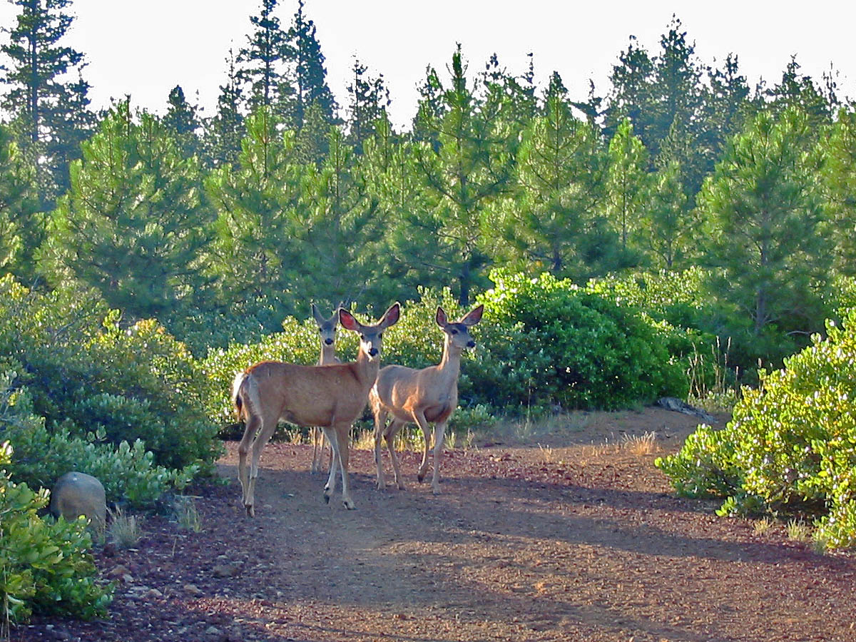 Mule Deer