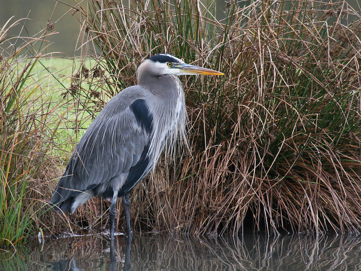 Great Blue Heron